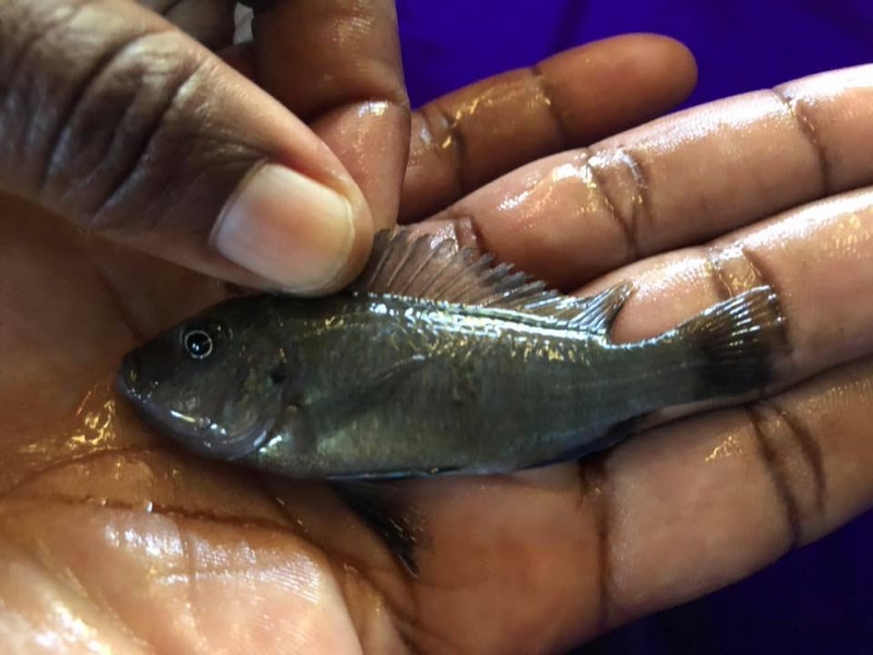 Maylandia zebra 'Londo Bay'